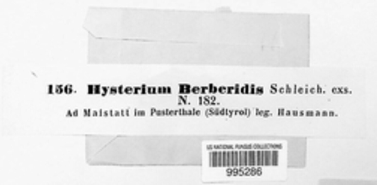 Hysterium berberidis image